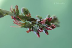 Acrocarpus fraxinifolius